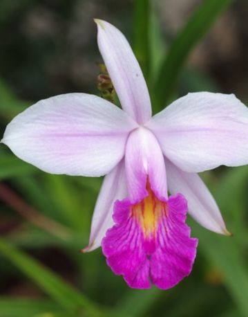 Collector's Corner - BELLE DANSE ORCHIDS & TROPICALS