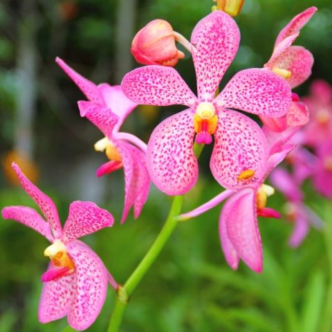 Store - BELLE DANSE ORCHIDS & TROPICALS