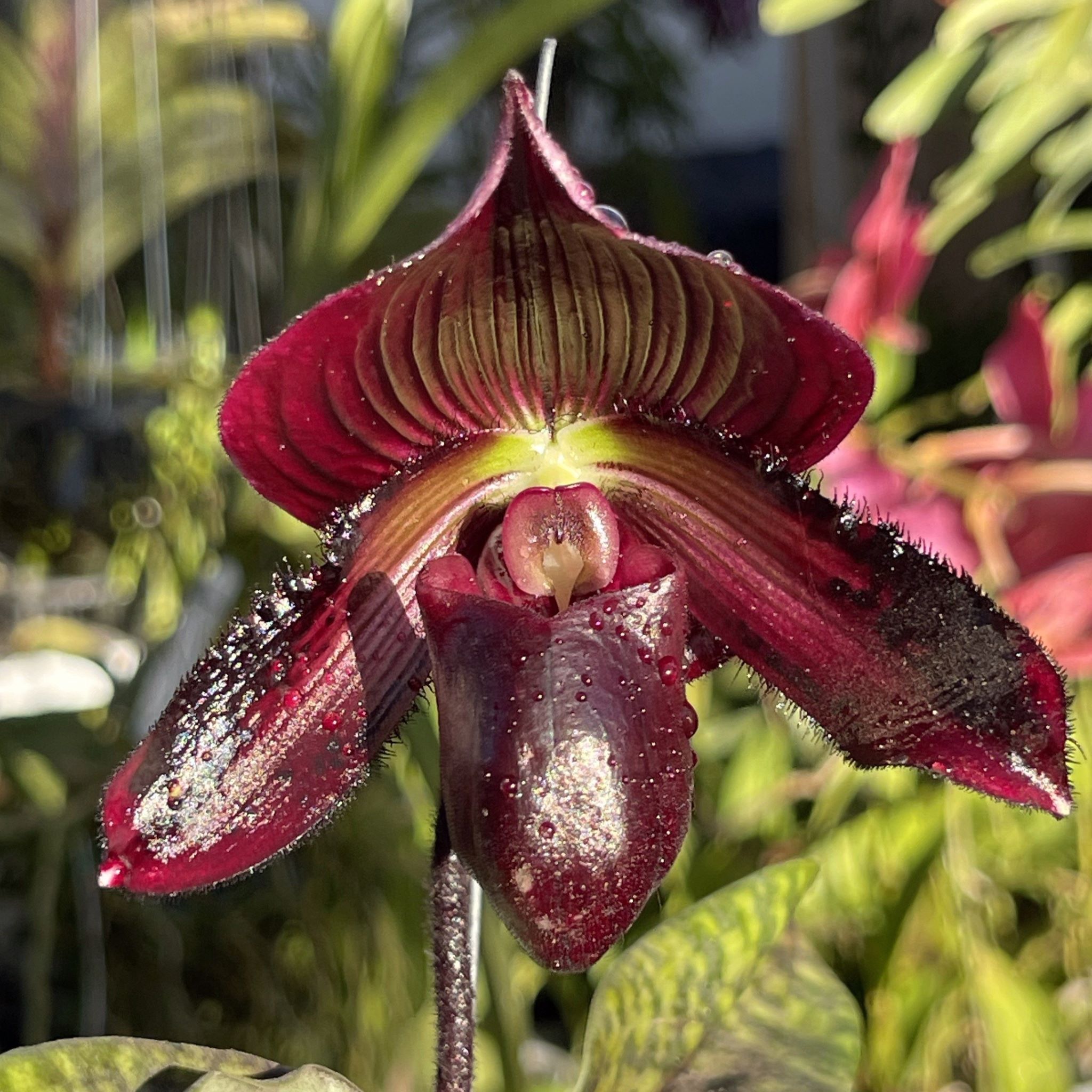 Paphiopedilum - BELLE DANSE ORCHIDS & TROPICALS