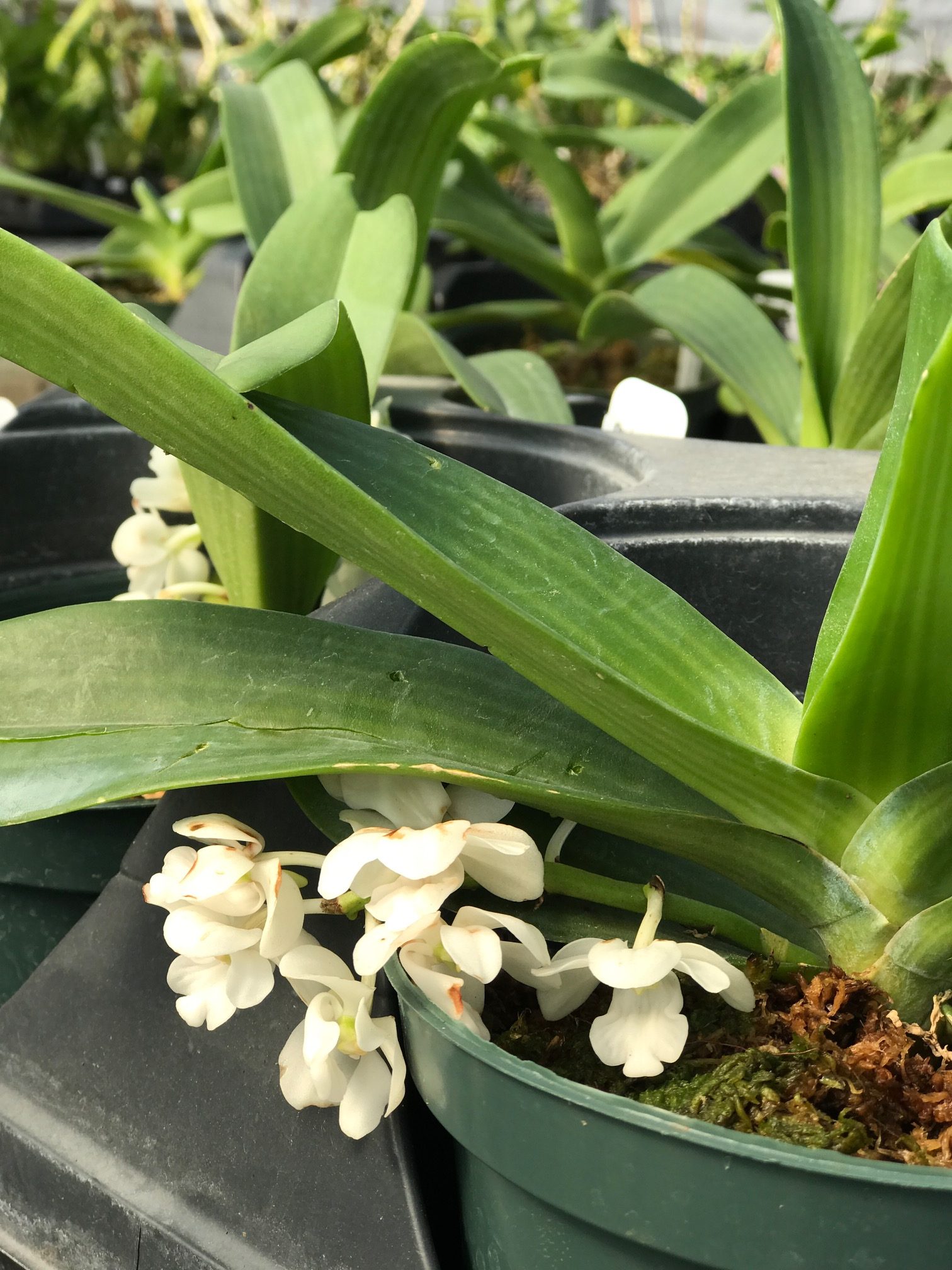 Orchid Vanda Rhynchostylis gigantea Big Spot Fragrant Tropical Plant in spike