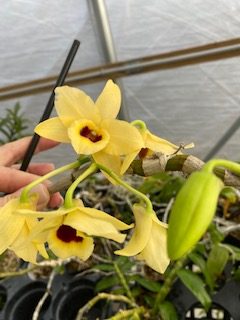 mounted 20 Sr Orchid Orchidee Dendrobium cretaceum flowering size