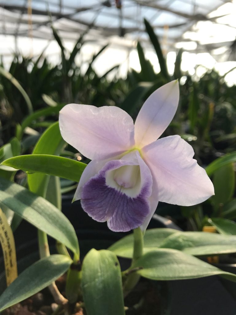 Lc Mini Purple ' Blue Hawaii' - BELLE DANSE ORCHIDS & TROPICALS