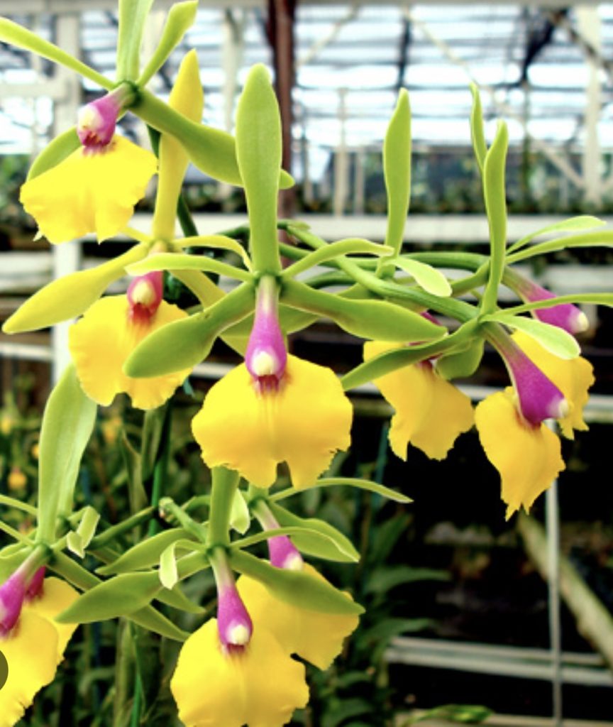 Cattleyas - BELLE DANSE ORCHIDS & TROPICALS