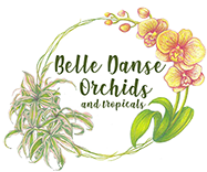 BELLE DANSE ORCHIDS & TROPICALS